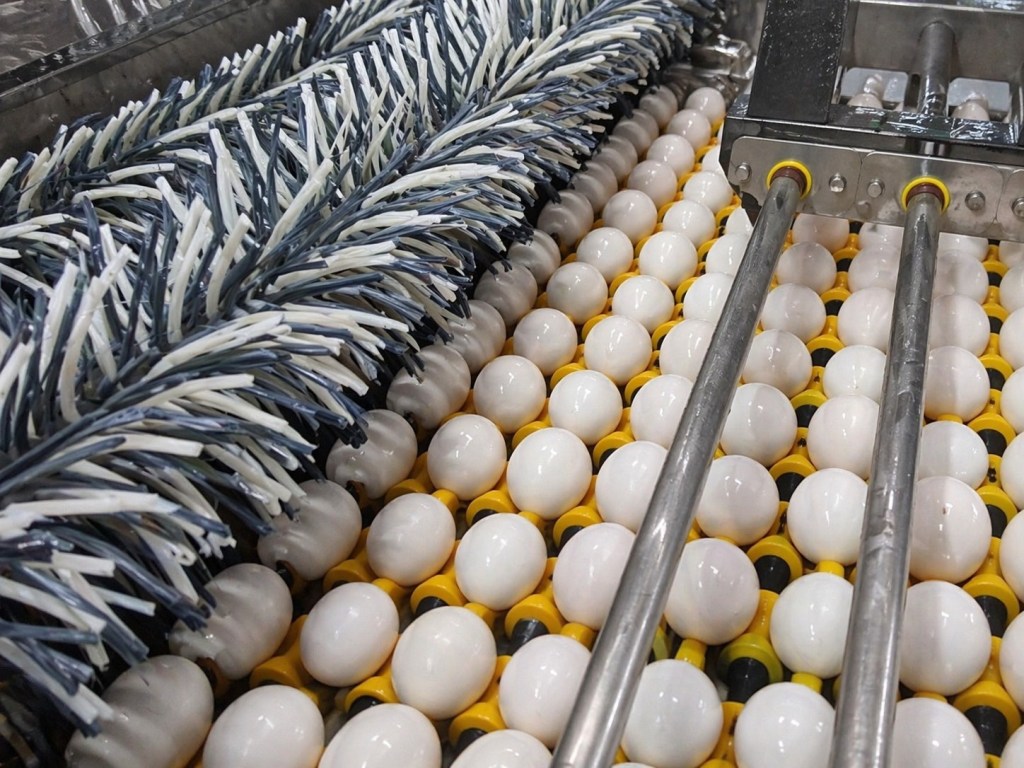 洗選蛋政策來襲！餐飲業被迫轉型？揭開食材採購背後的成本與真實經營邏輯