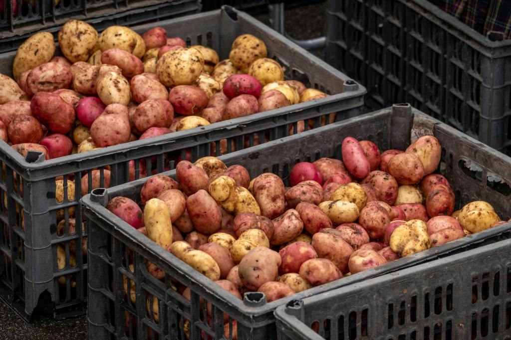 台灣馬鈴薯市場現況：本土與進口的供應挑戰